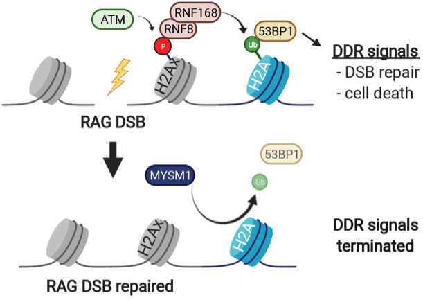 MYSM1 regulates termination of DNA damage signals. RAG DNA breaks (DSB) activate ATM leading to ubiquitination (Ub) of histone H2A and recruitment of 53BP1 to DSBs, which activates DNA damage response (DDR) signaling to coordinate DSB repair and cell death. After DSB repair, MYSM1 triggers dissociation of 53BP1 and termination of DDR signals.
