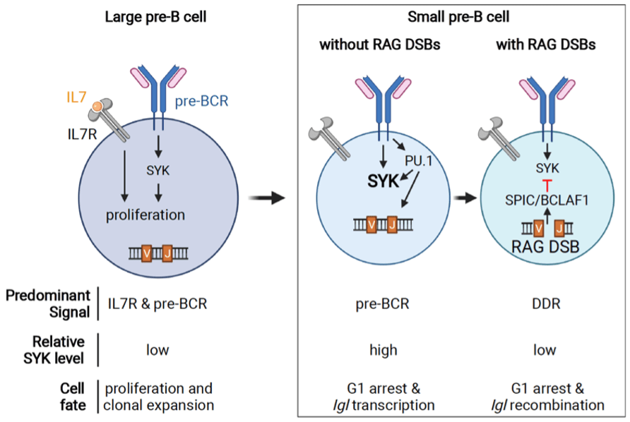 DNA damage signals in pre-B cell checkpoint. In large pre-B cells, the pre-B cell receptor (pre-BCR) synergizes with signals from the interleukin-7 receptor (IL-7R) to drive proliferation and clonal expansion. Pre-BCR signals through the SYK tyrosine kinase. Attenuation of IL-7R signaling leads to cell cycle (G1) arrest and transition to small pre-B cell stage. In small pre-B cells, pre-BCR signals trigger immunoglobulin gene (Igl) rearrangement, which occurs through generation of DNA breaks (DSBs) by the RAG endonuclease. RAG DSBs activate DNA damage responses (DDR) to induce expression of SPIC/BCLAF1, which suppresses SYK and inactivates pre-BCR signaling.