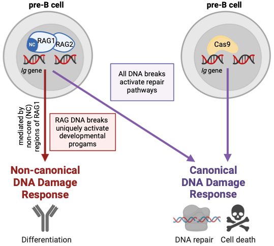 Distinct responses to RAG-mediated DNA breaks. RAG DNA breaks activate both pre-B cell specific, non-canonical DNA damage responses (in red) and canonical DNA damage responses (in purple). In contrast, other non-RAG-mediated DNA breaks only activate canonical DNA damage responses. Non-canonical DNA damage responses include activation of B cell differentiation programs whereas canonical DNA damage responses coordinate DNA break repair and cell death programs.